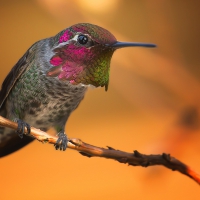 Humming-bird