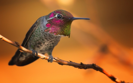 Humming-bird - humming-bird, pink, branch, orange, bird