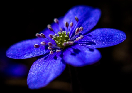 Blue - flowers, flower, macro, blue