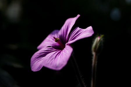 Little Princess - princess, purple, flower, little