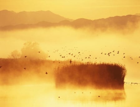 Crane Dance - nature, lake, fog, crane, mist, bird