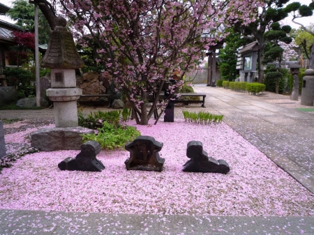 Cherry Blossoms - flowers, taito, japan, petal, cherry blossom, sakura, spring, japanese