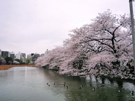 Spring Time - japan, spring, sakura, lake, cherry blossom, scenery, river, taito, japanese