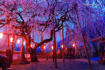 Cherry Blossoms Garden - cherry blossom, sakura, night, pink, lantern, japan, kamiyama, garden, japanese