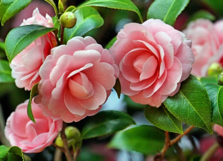 Lovely flowers - pretty, roses, summer, beautiful, spring, lovely, petals, camelias, leaves, flowers, nature, bugs, garden, nice, park