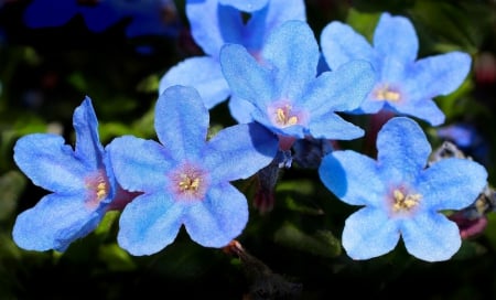 Blue Beauties! - flowers, nature, blue, beautiful