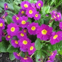 Primula