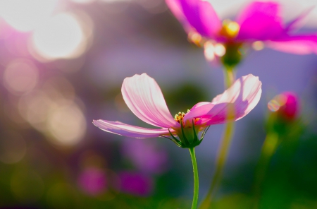 Pink Flowers - bokeh, nature, petals, splendor, flowers, pink flowers