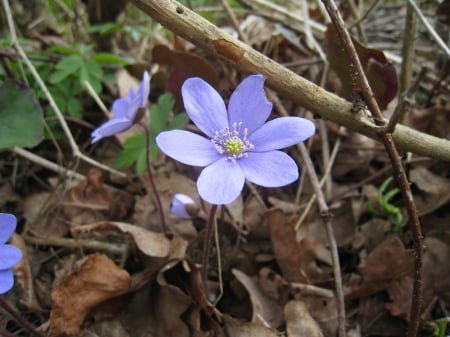 Blue anemorte - forest, blue, leaf, flowers, spring