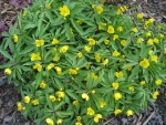 Yellow Anemone