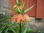 Crown Imperial