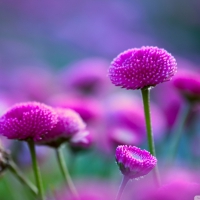 Purple Beautiful Flowers