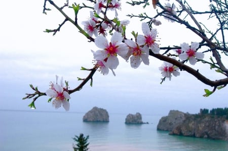 Tree in bloom - flowers, beach, tree in bloom, sea