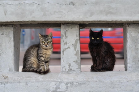 Cats - paws, face, pretty, cute, animals, beautiful, cat, sleeping, kitty, cats, kitten, hat, lovely, cat face