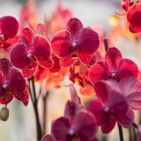 Red Orchids