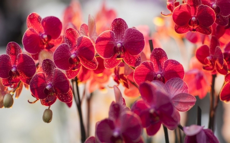 Red Orchids - nature, orchids, flower, red