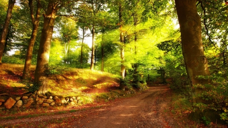 sunbeams over a forest road - sunbeams, summer, forest, road