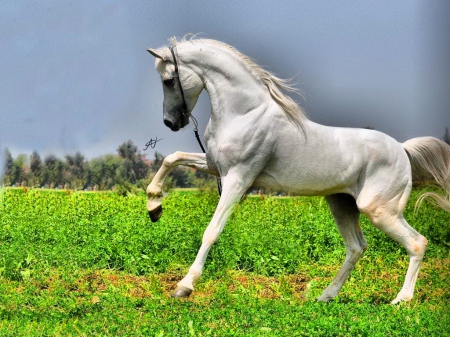 Silver beauty - silver, horse, stallion, beauty, strength