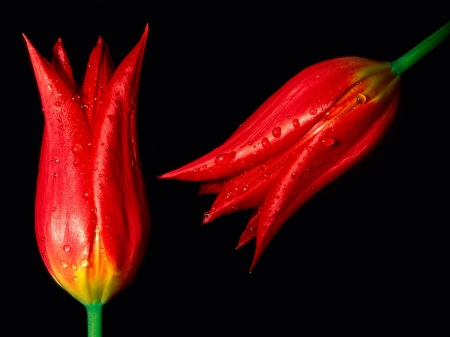 Hot Tulips - hot, water drops, red, tulips, flowers