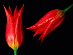 Hot Tulips