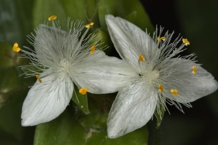 White Lily - leaf, white, spring, lily