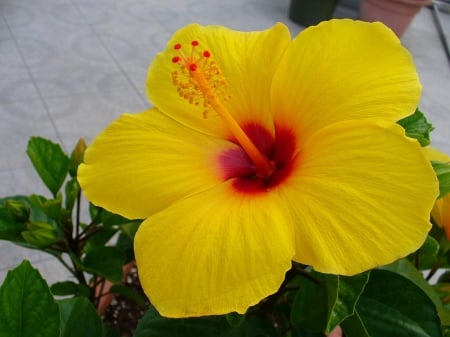 Lovely yellow hibiscus - yellow, macro, petals, beautiful, leaf, flower