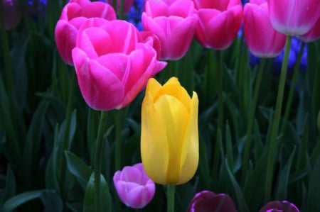 Tulips - flowers, yellow and hot pink, nature, tulips