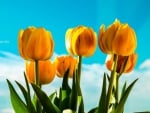 Yellow Tulips