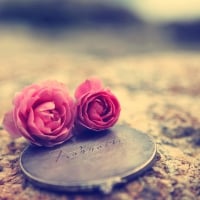 Love rose.