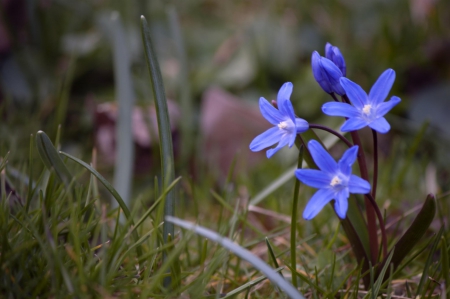 Spring Flowers - nature, flowers, blue, spring