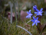 Spring Flowers