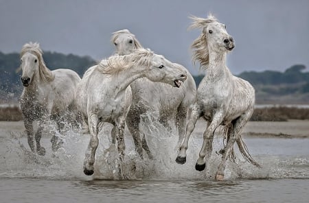 Horses - sea, white, horses, wild