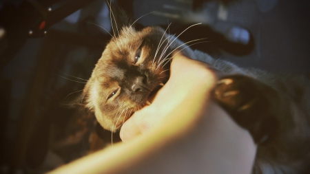 Cat - paws, face, pretty, cute, animals, beautiful, cat, sleeping, kitty, cats, kitten, hat, lovely, cat face