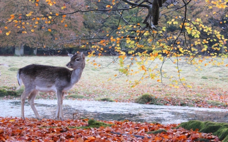 Deer - tree, animal, nature, deer