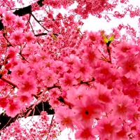 Pink cherry blossoms in spring