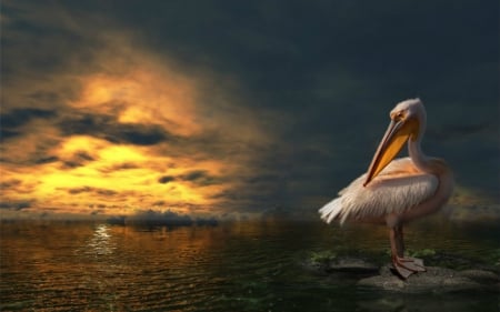 Pelican - pelican, bird, animal, sky