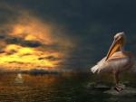 Pelican