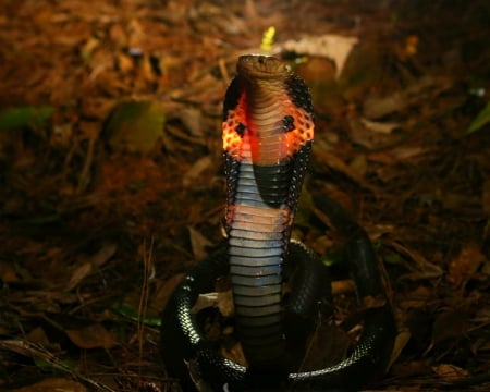 Cobra - cobra, animal, snake, reptile