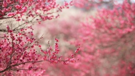 Spring - sakura, blossom, cherry, spring, flower, pink, tree