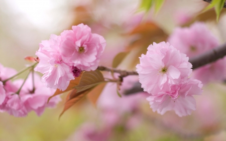 Spring - branch, cherry blossom, spring, flower, pink