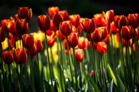 Tulips - lovely, spring, nature, pink, beautiful, green, flowers, photo, cute, flower