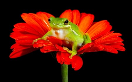 Frog - fractal, abstract, frog, red, green, black, flower