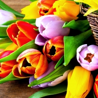 Colourful Tulips