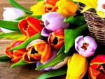 Colourful Tulips