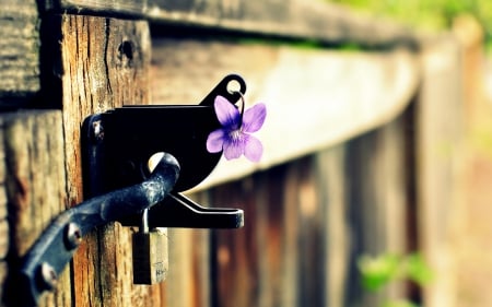 â™¥ - wood, purple, gate, pink, lock, flower, spring