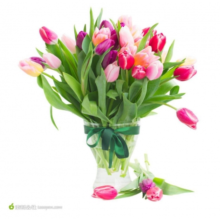 Beautiful Tulips - colorful, beautiful flowers, tulips, nature