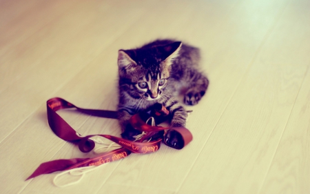 Kitten - play, animal, kitten, ribbon, pink, cat