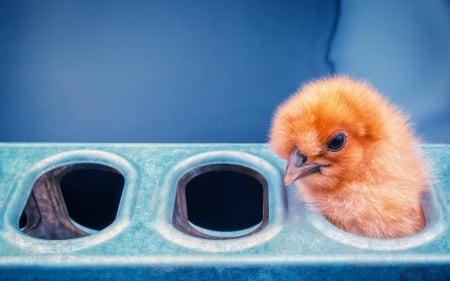 Chick - easter, bird, yellow, blue, cute, chick, orange