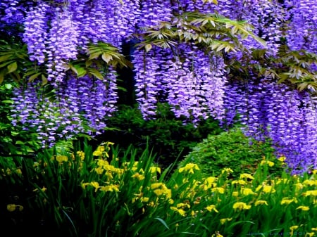 SPRING - nature, wisteria, iris, spring