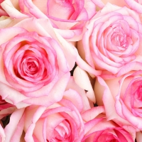 Pink Roses